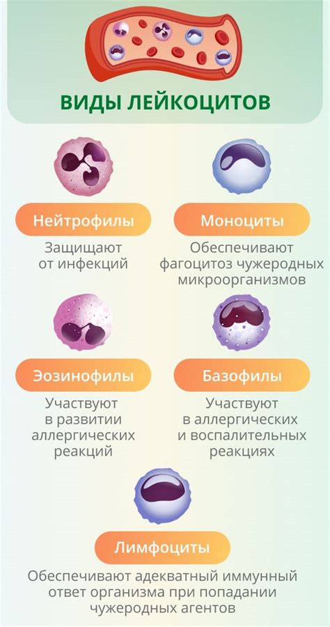 Возможные заболевания, вызывающие повышение нейтрофилов