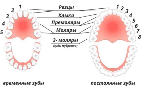 Возможные заболевания, связанные с  потерей зубов без появления крови