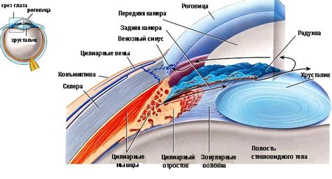 Возможные заболевания и их влияние на размер глаза