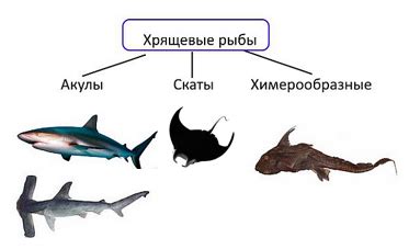 Возможные значения размера рыбы в сновидении: разнообразие интерпретаций