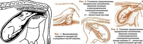 Возможные осложнения после отела