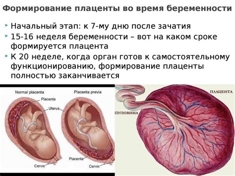 Возможные осложнения при утолщенной плаценте