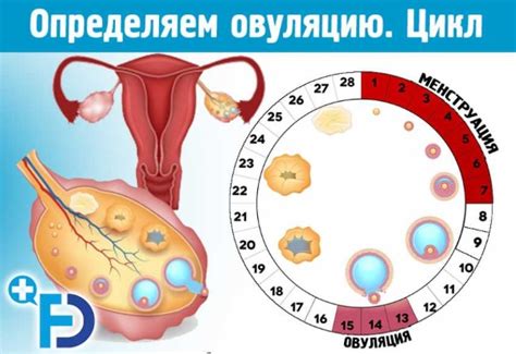 Возможные последствия незащищенного акта в день овуляции