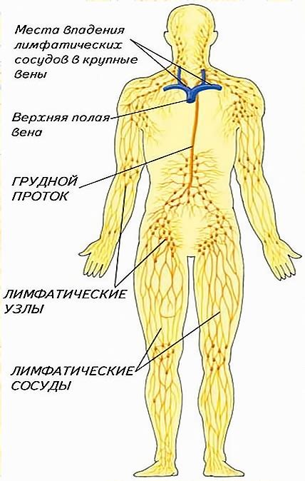 Возможные причины повышенной лимфы