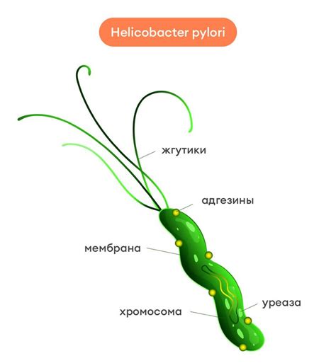 Возможные причины положительного результата на наличие Helicobacter pylori IgG