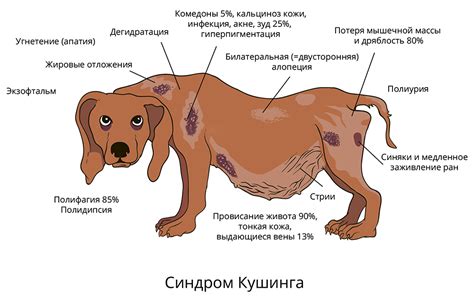 Возможные причины развязанного характера у собаки