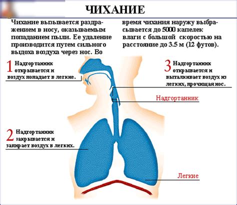 Возможные причины частого чихания