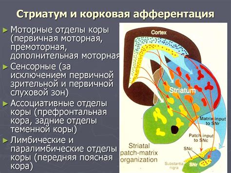 Возможные причины экстрапирамидных нарушений