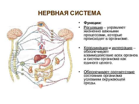 Возможные связи с процессами в организме