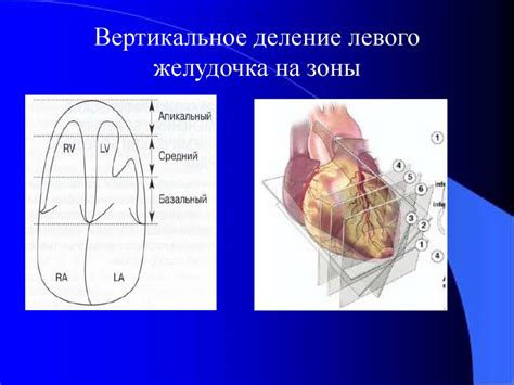 Возможные симптомы нарушения локальной сократимости левого желудочка