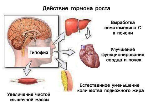 Возникновение и функции гормона роста в женском организме