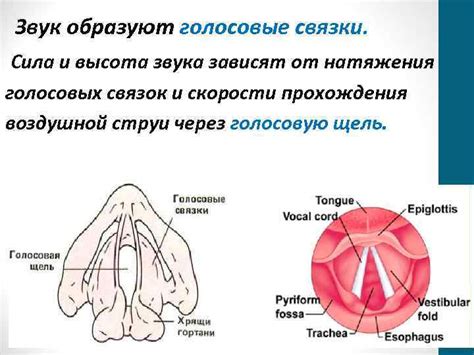 Возрастные изменения голосовых связок