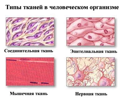 Возрастные изменения связочной ткани