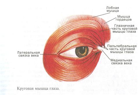 Возрастные особенности мимических мускулов