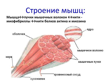 Волокна усталостных мышц оказываются расслаблеными