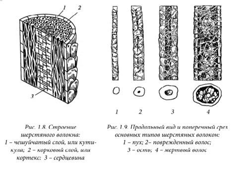 Волосы и шерсть: сходства и различия