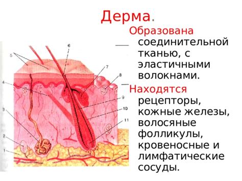 Волосяные фолликулы: структура и функции