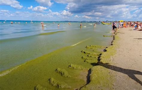 Волшебное цветение моря: путешествие в Витязево