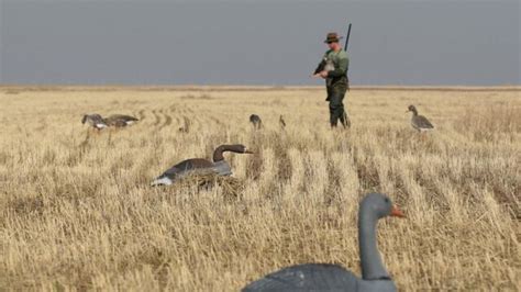 Вольерная охота: основные аспекты и преимущества