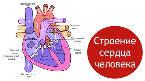 Вопросы, связанные с отсутствием линии сердца