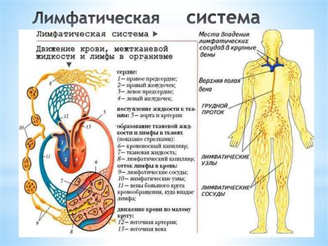 Воспаление и инфекции, влияющие на лимфатическую систему