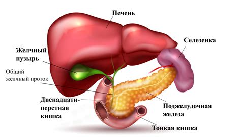 Воспаление печени и желчного пузыря