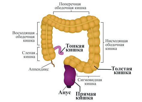 Воспаление толстой кишки: симптомы и причины воспаления толстой кишки