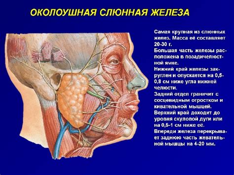 Воспалительные заболевания и их влияние на язык