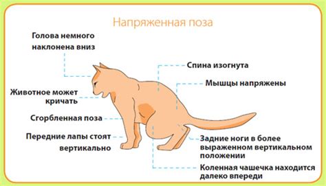 Воспалительные заболевания мочевых путей у кота