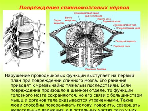 Восстановление функций спинного мозга и перспективы борьбы с повреждениями