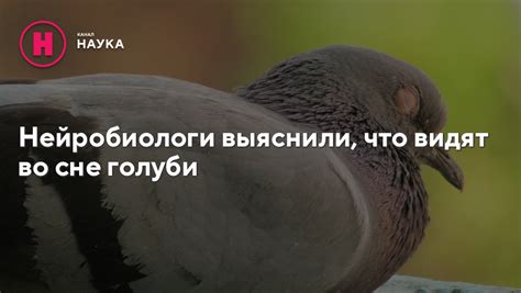 Впечатления и мысли, которые вызывают голуби во сне у женщин