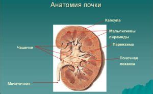 Врожденная лоханка почки