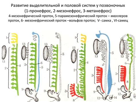 Врожденные аномалии и их роль в развитии изменений