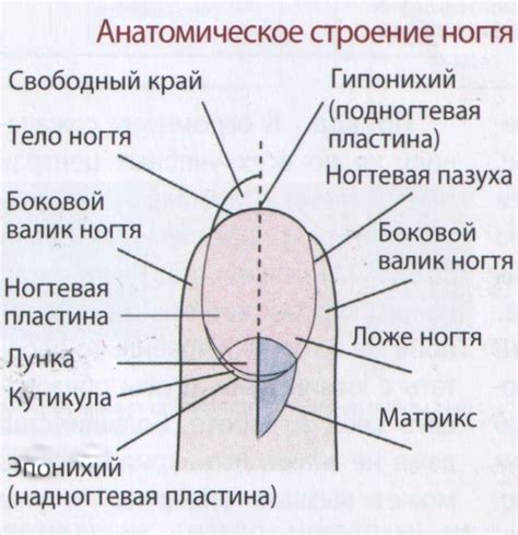 Врожденные особенности ногтевой пластины