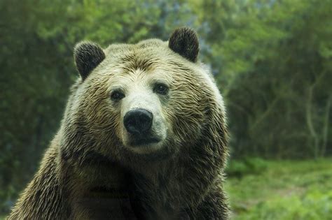 Встреча с агрессивным медведем во сне: глубины сознания раскрывают свое толкование