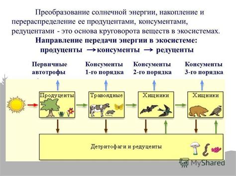 Вторичноводные организмы: определение и роль в экосистеме