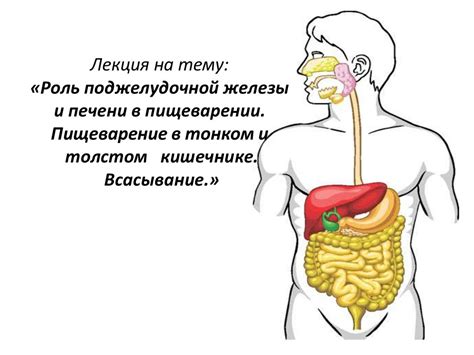 Второй раздел: Роль голода в пищеварении