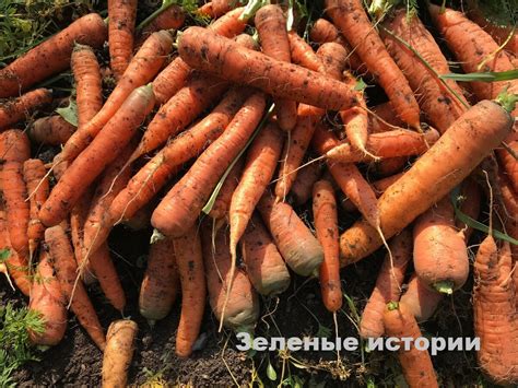 Выкопанная морковь во сне: предзнаменование богатства и процветания