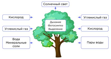 Выработка энергии и выделение продуктов