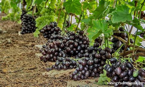 Выращивание винограда столовых сортов: условия и требования