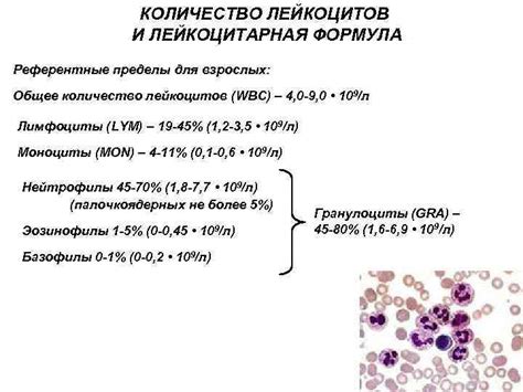 Высокое количество лейкоцитов: здоровье и статус