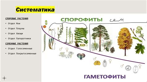 Гаметофиты: какой смысл и определение