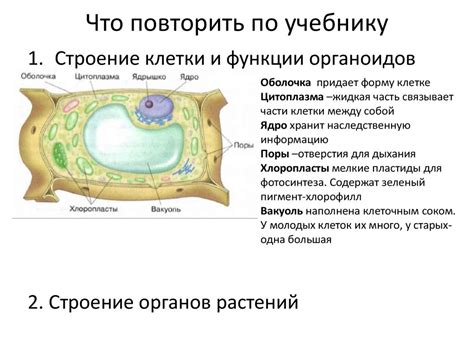 Гаметофиты: функции и значение в растительной жизни