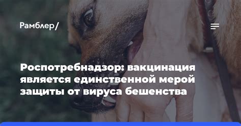 Гарантия защиты от бешенства