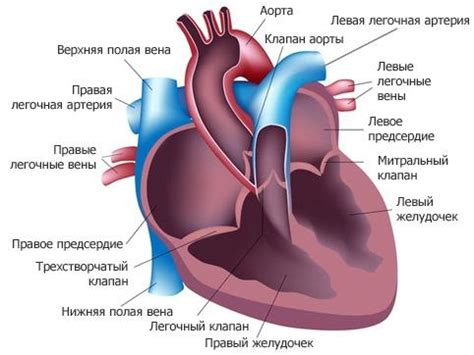 Где находится левая сторона у сердца