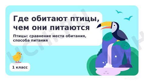 Где обитают мурлаты птицы?