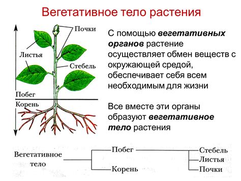 Генеративный тип: понятие и особенности