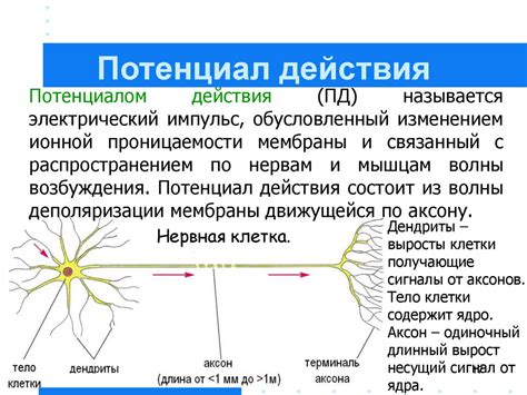 Генерация потенциала действия