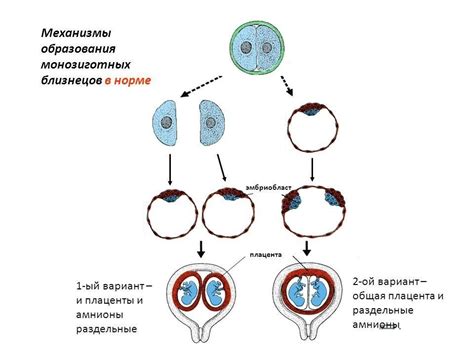 Генетика и образование монозиготных близнецов