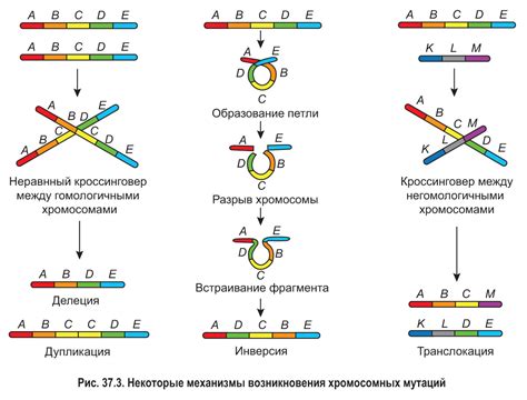 Генетическая изменчивость и ее источники